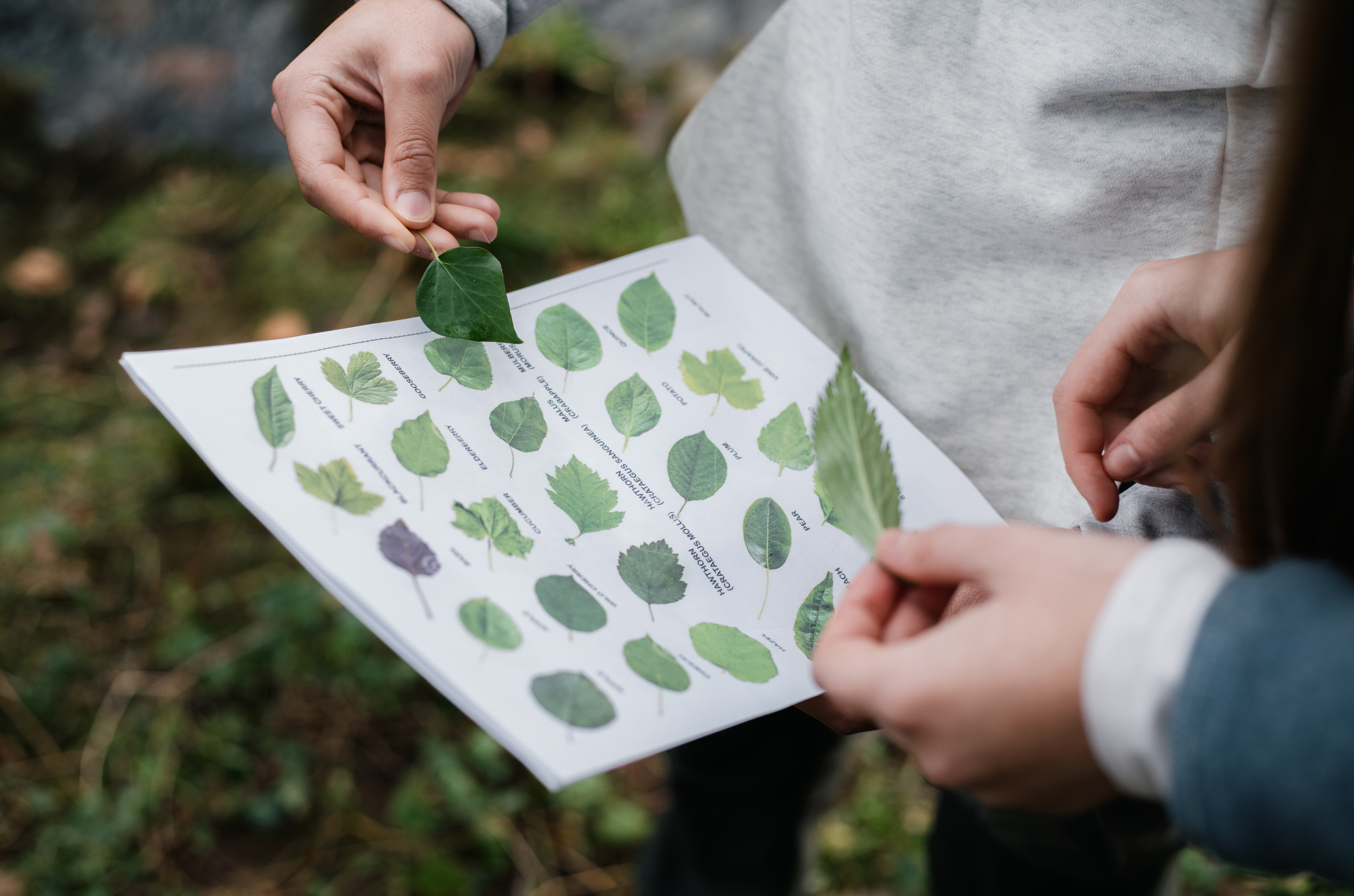 An adult and a child matching leaves against a picture chart outdoors