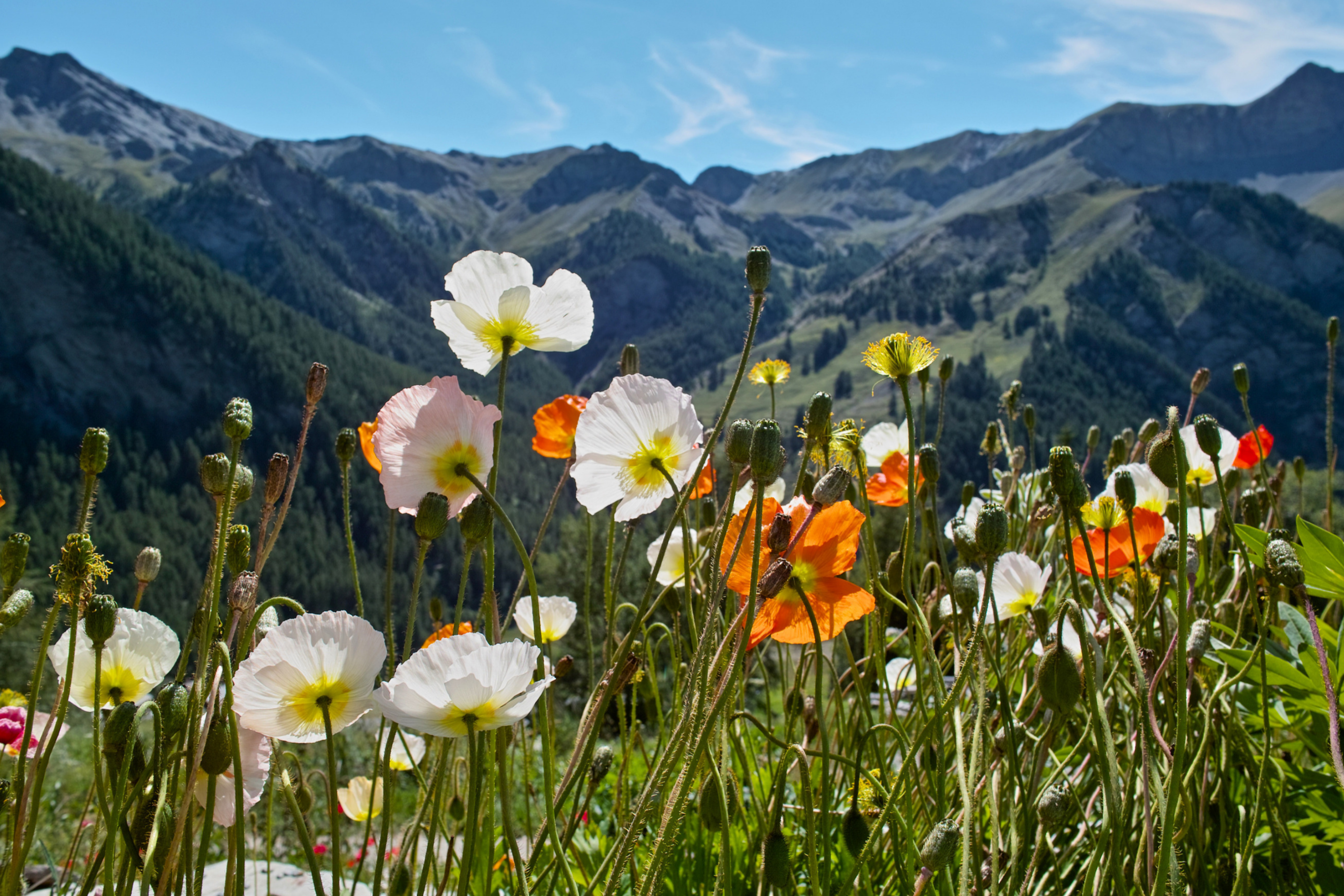 White and orange alpine wildflowers blooming on a mountain meadow